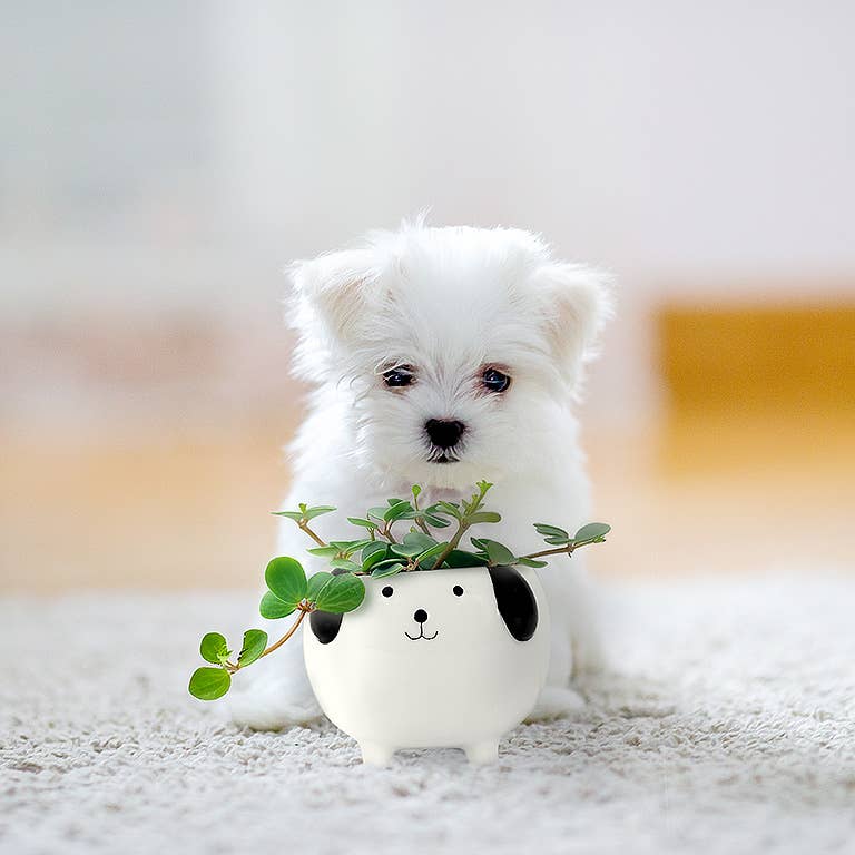 Dog on Legs Planter-3" H