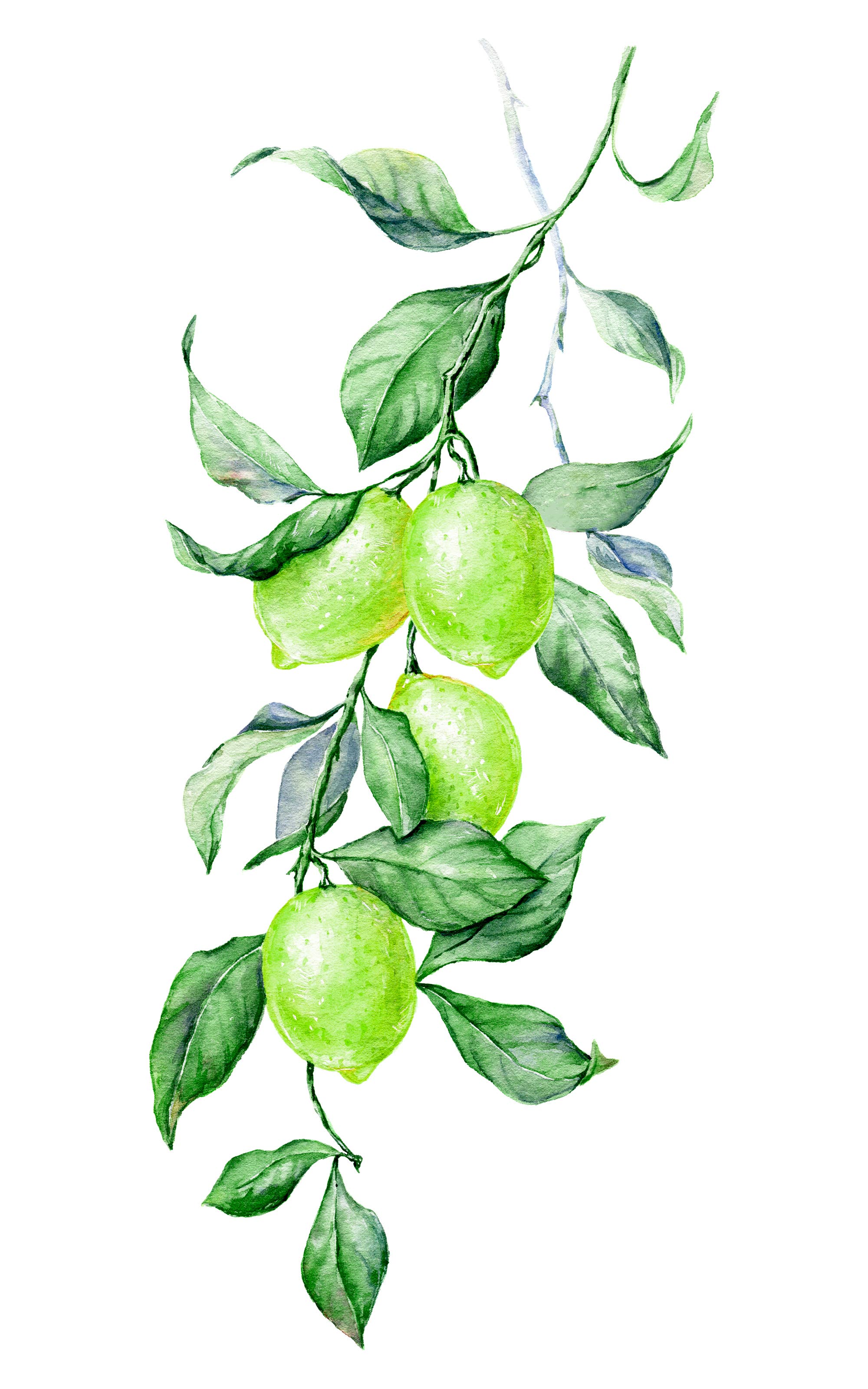 BUTTERFIELD-Key Lime Buds HARD PACK