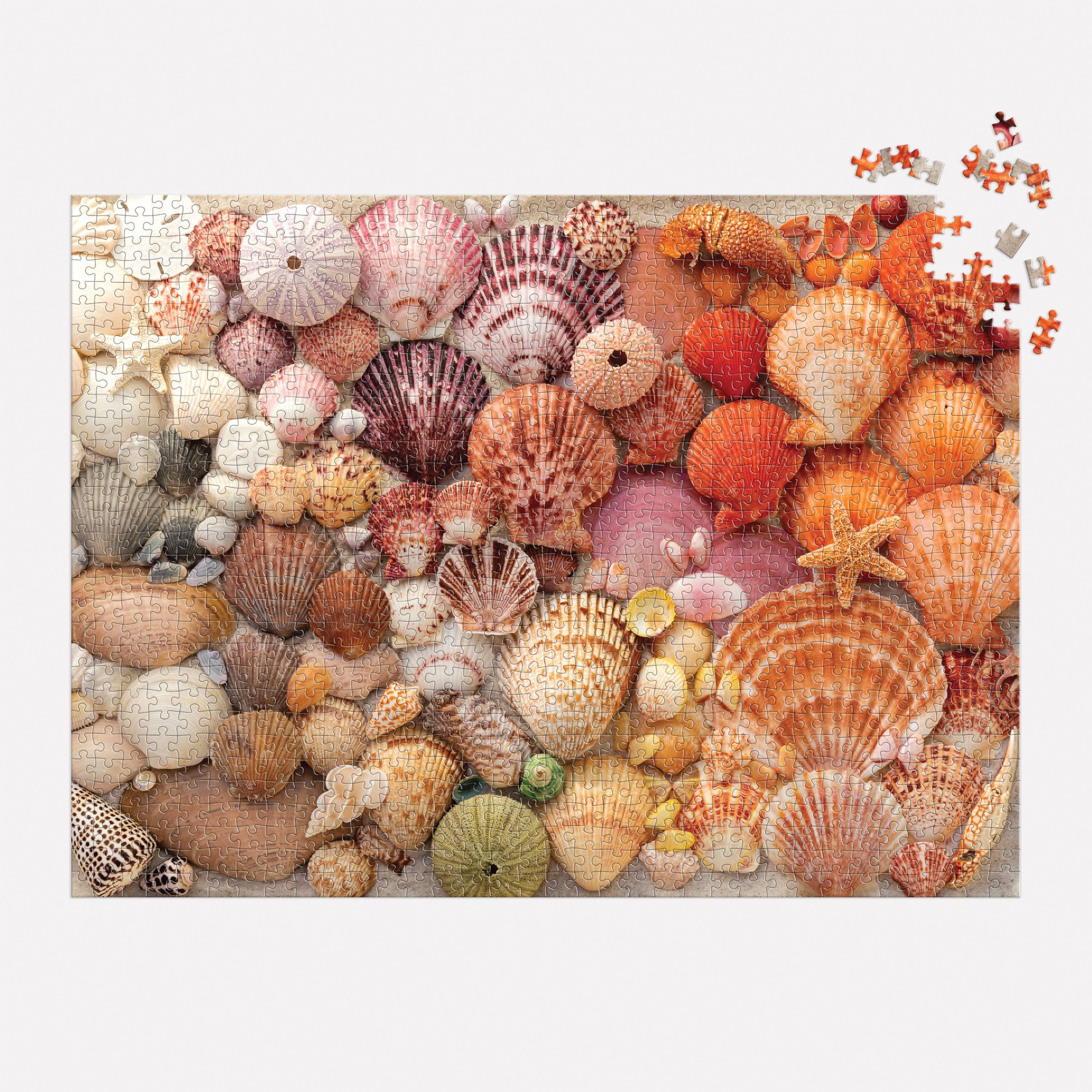 PUZZLE-Vibrant Seashells 1000 Piece Puzzle